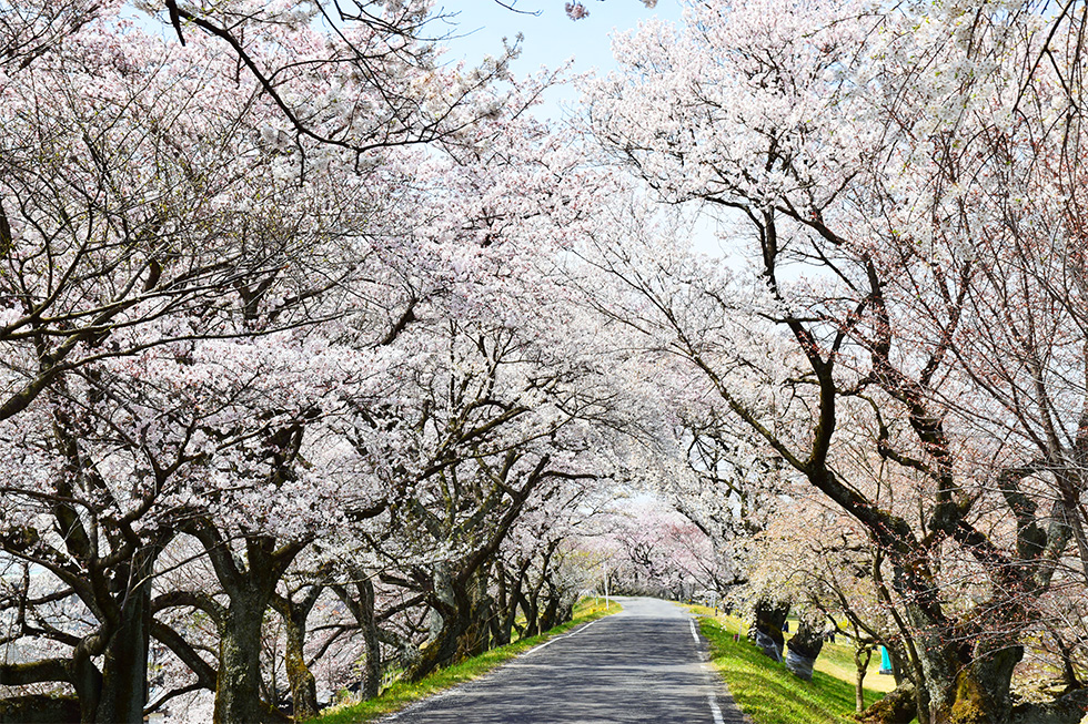 春はバイクでお花見 ツーリングで楽しむ東海の桜5選 Haq Portal