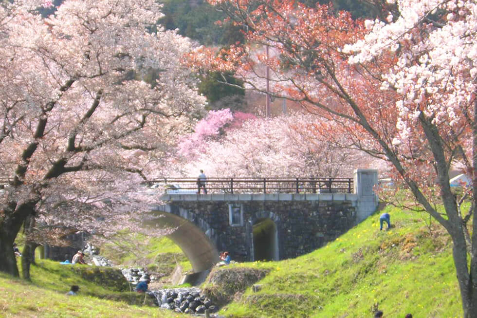 春は花見ツーリング バイクで行きたい東海の桜 7選 Vol 2 Haq Portal