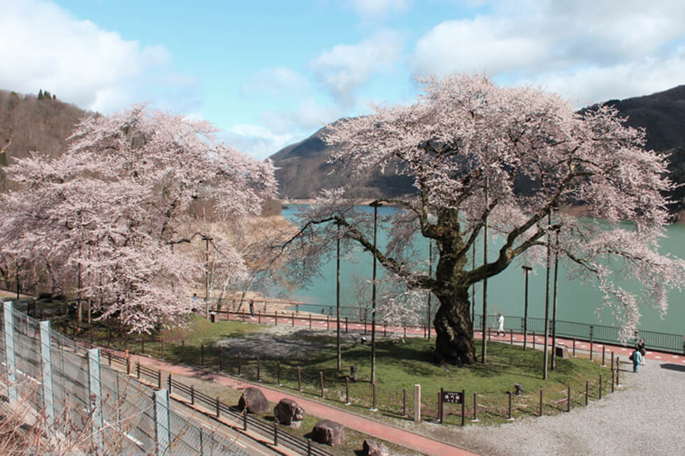 春は花見ツーリング！バイクで行きたい東海の桜 7選 vol.2│HAQ